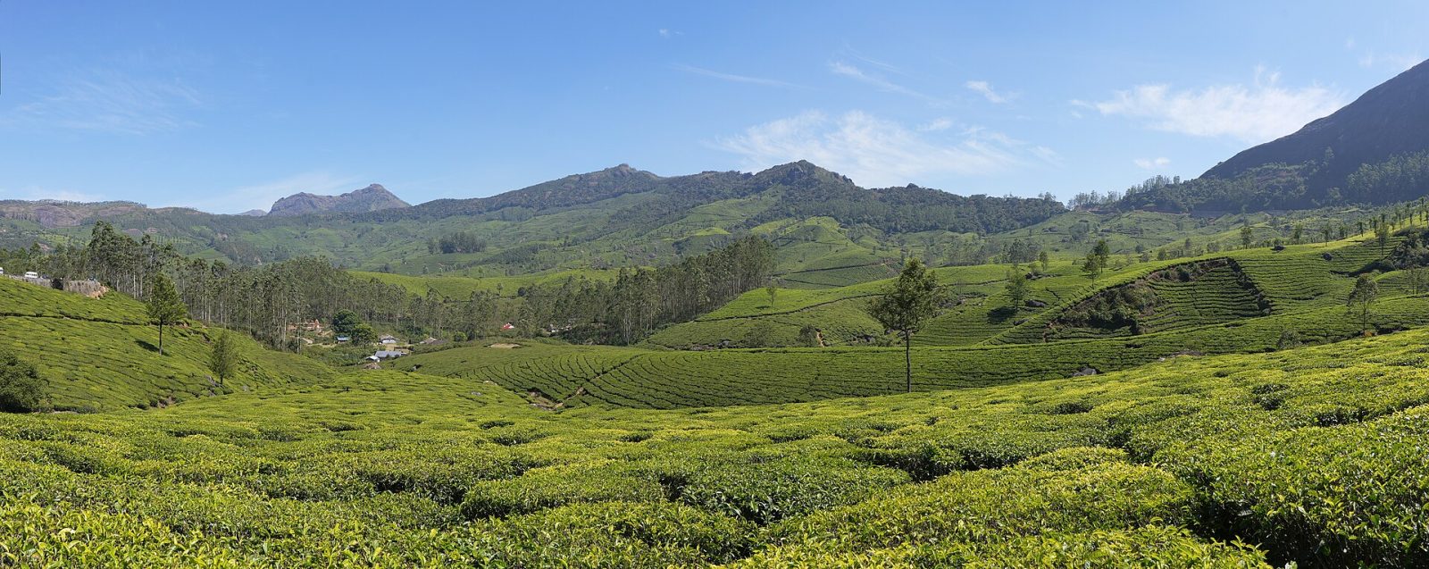 Kerala Classic: Fort Kochi, Munnar, Thekkady and the Backwaters in 5 Days