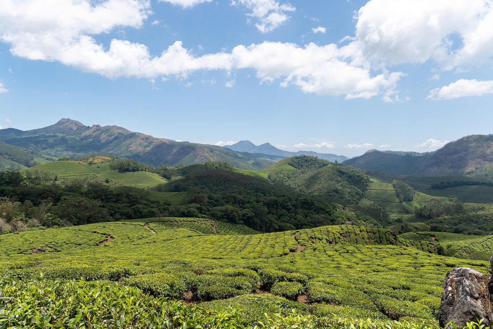 Eravikulam National Park