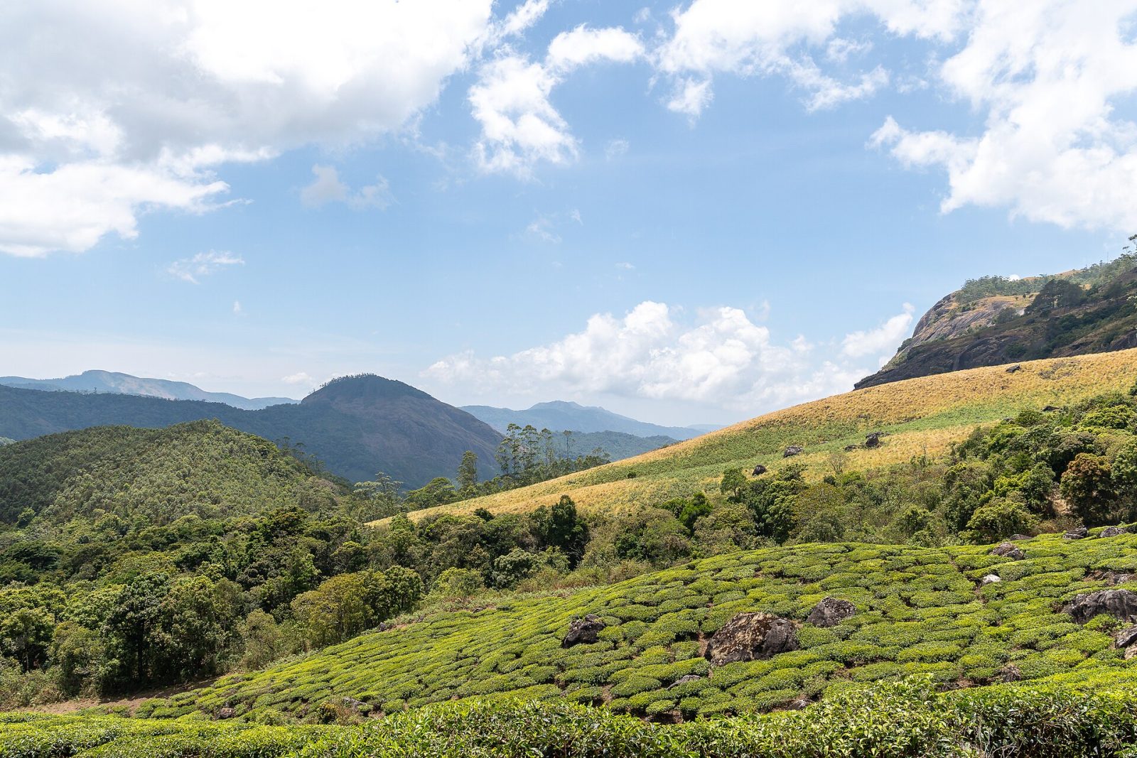 Eravikulam National Park