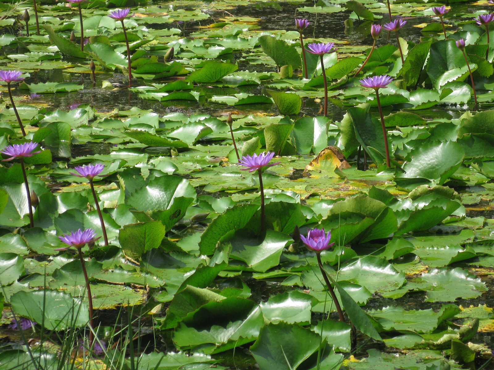 Pookode Lake
