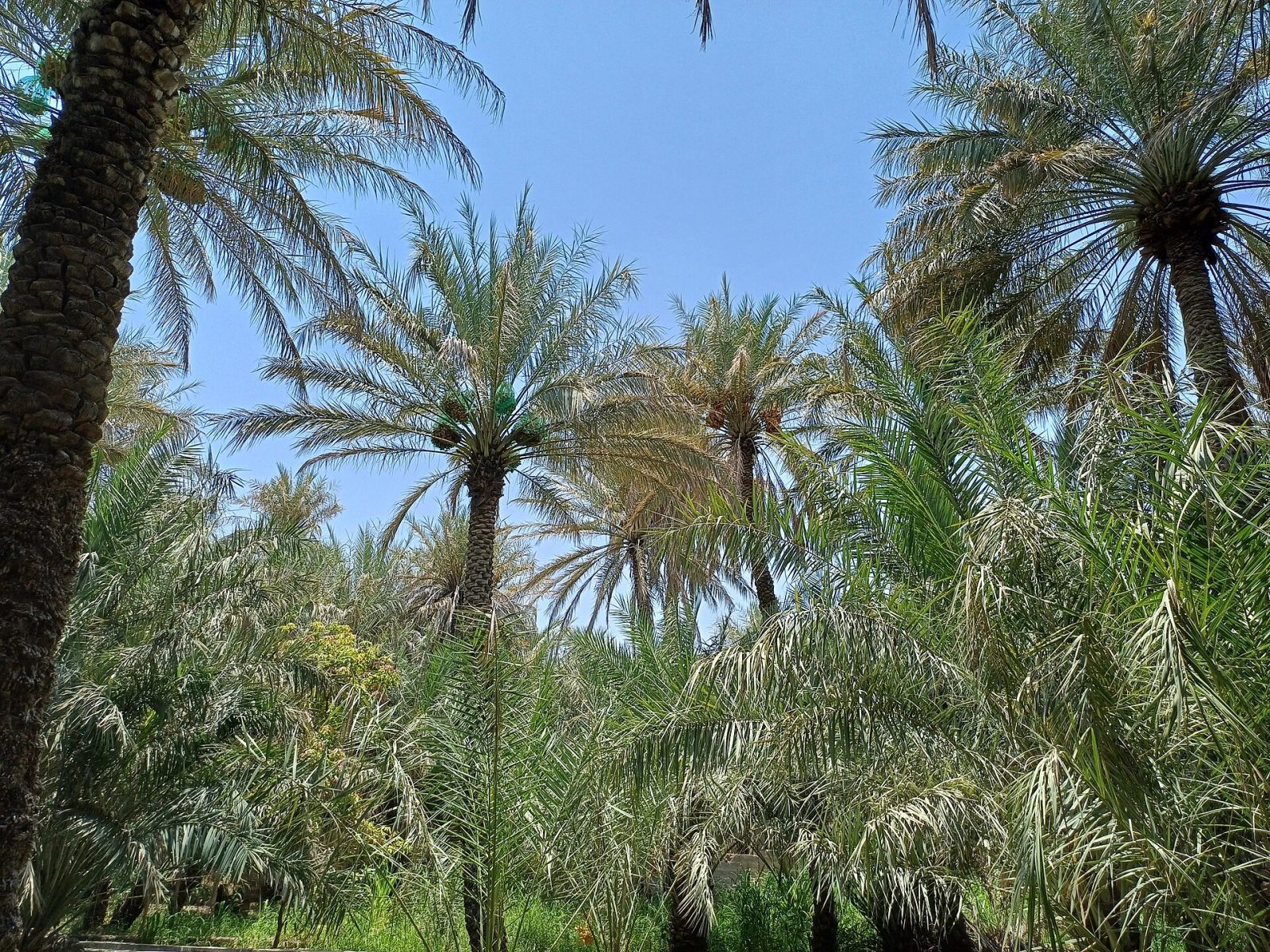 Al Ain Oasis