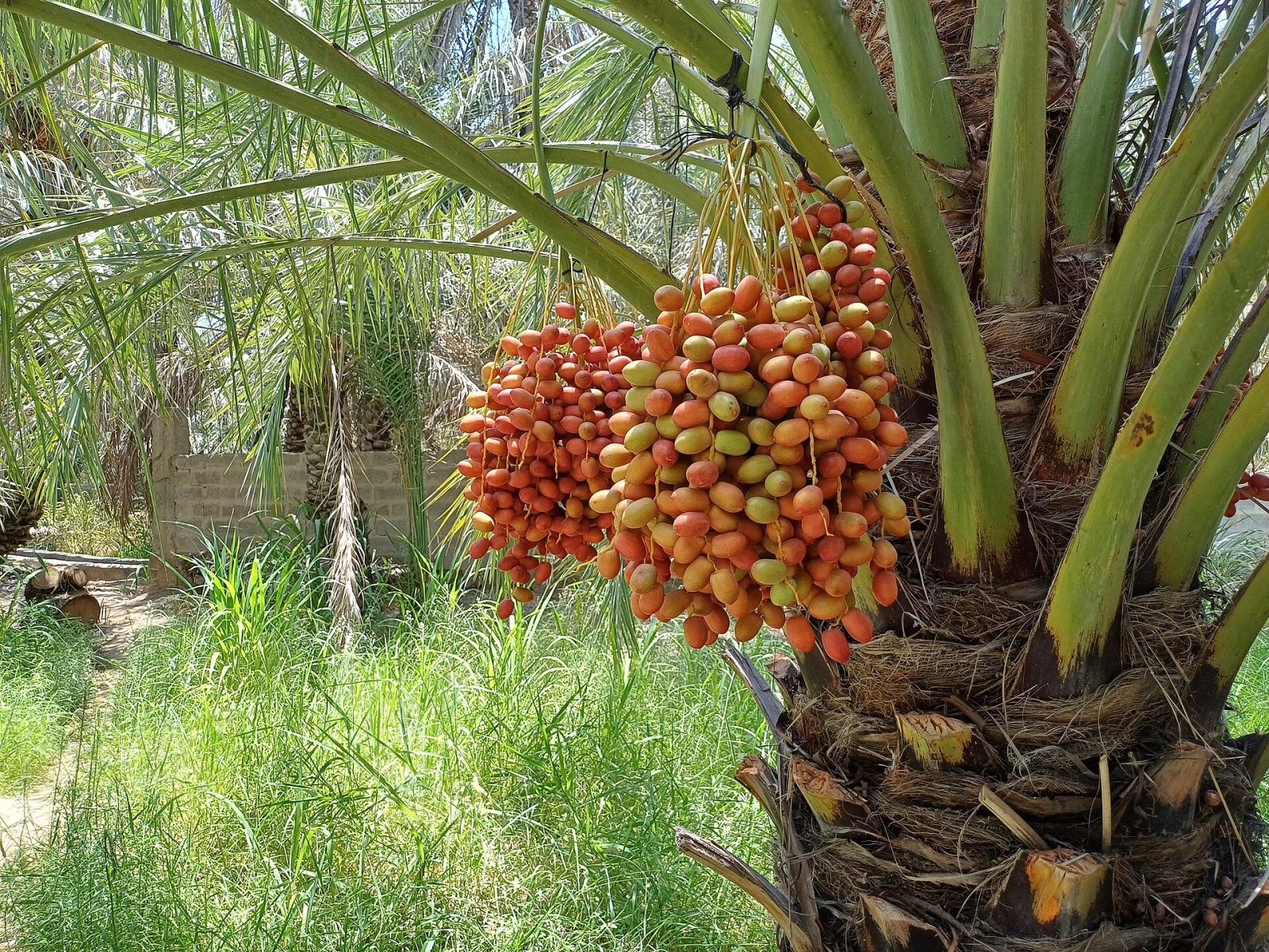 Al Ain Oasis