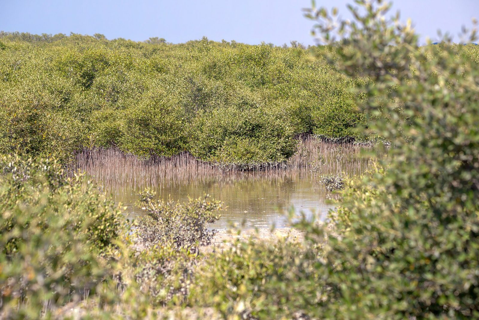 Umm Al Quwain Mangroves