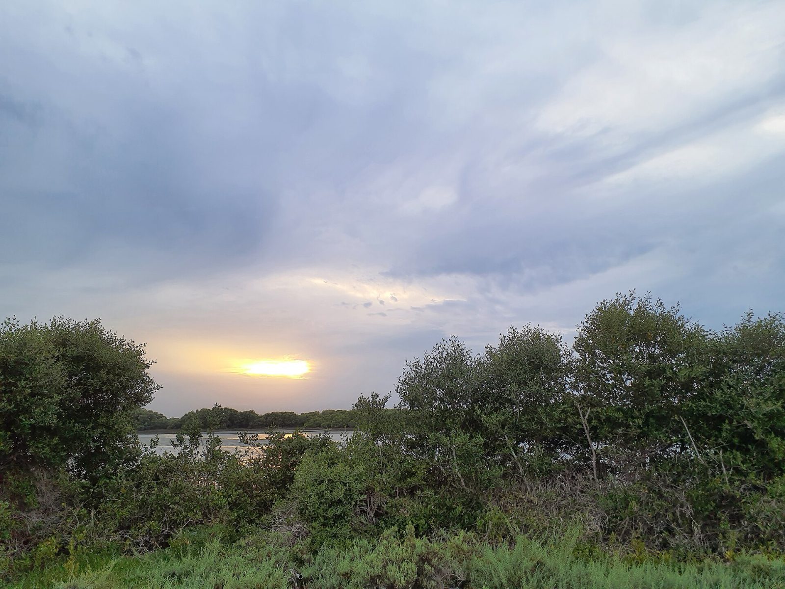 Umm Al Quwain Mangroves