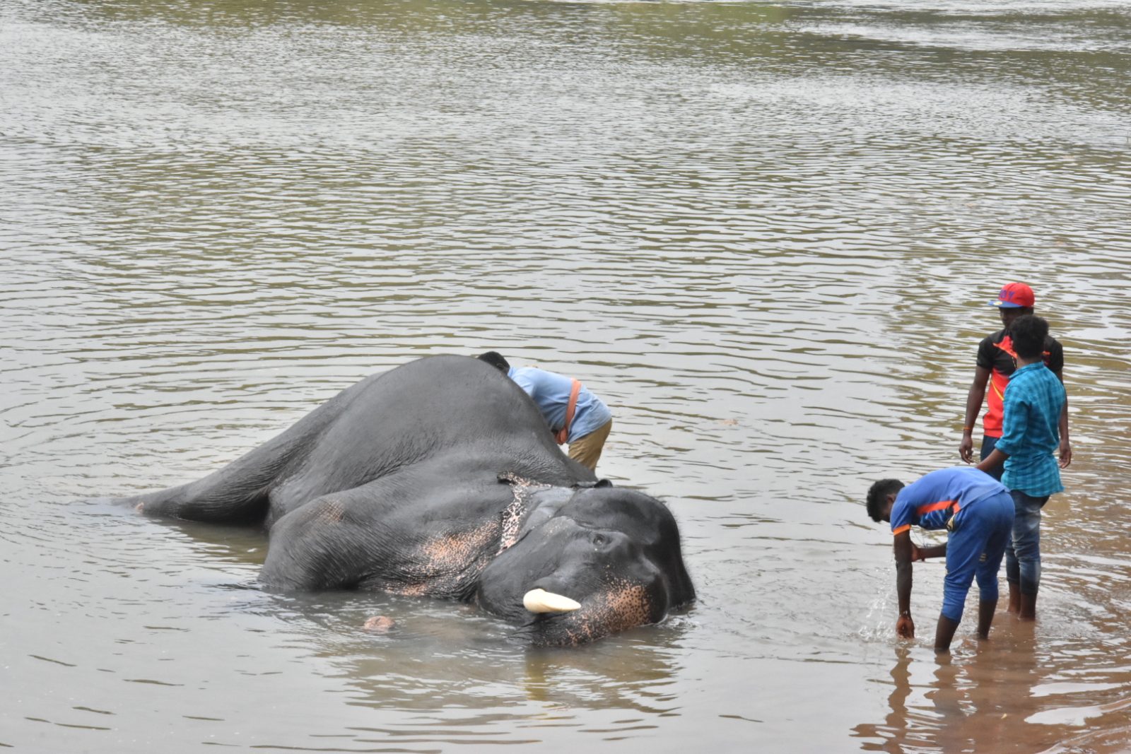 Dubare Elephant Camp