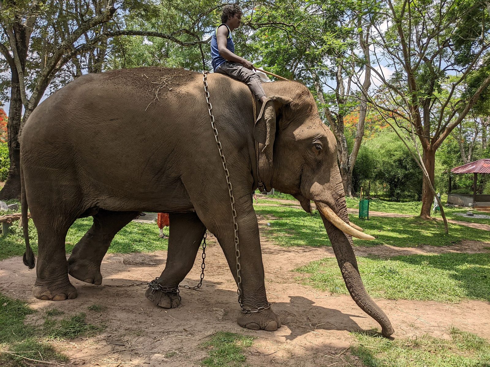 Dubare Elephant Camp