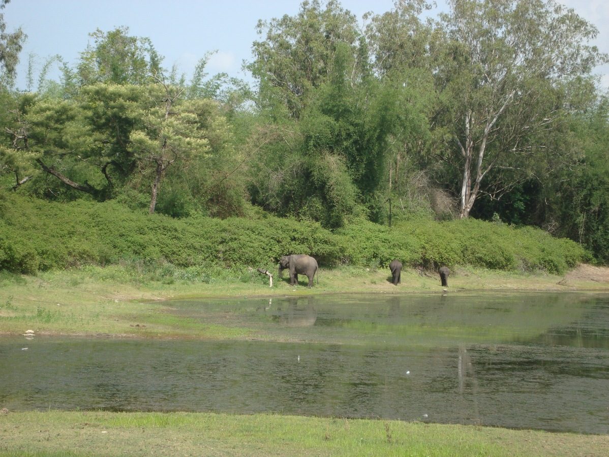 Bandipur National Park