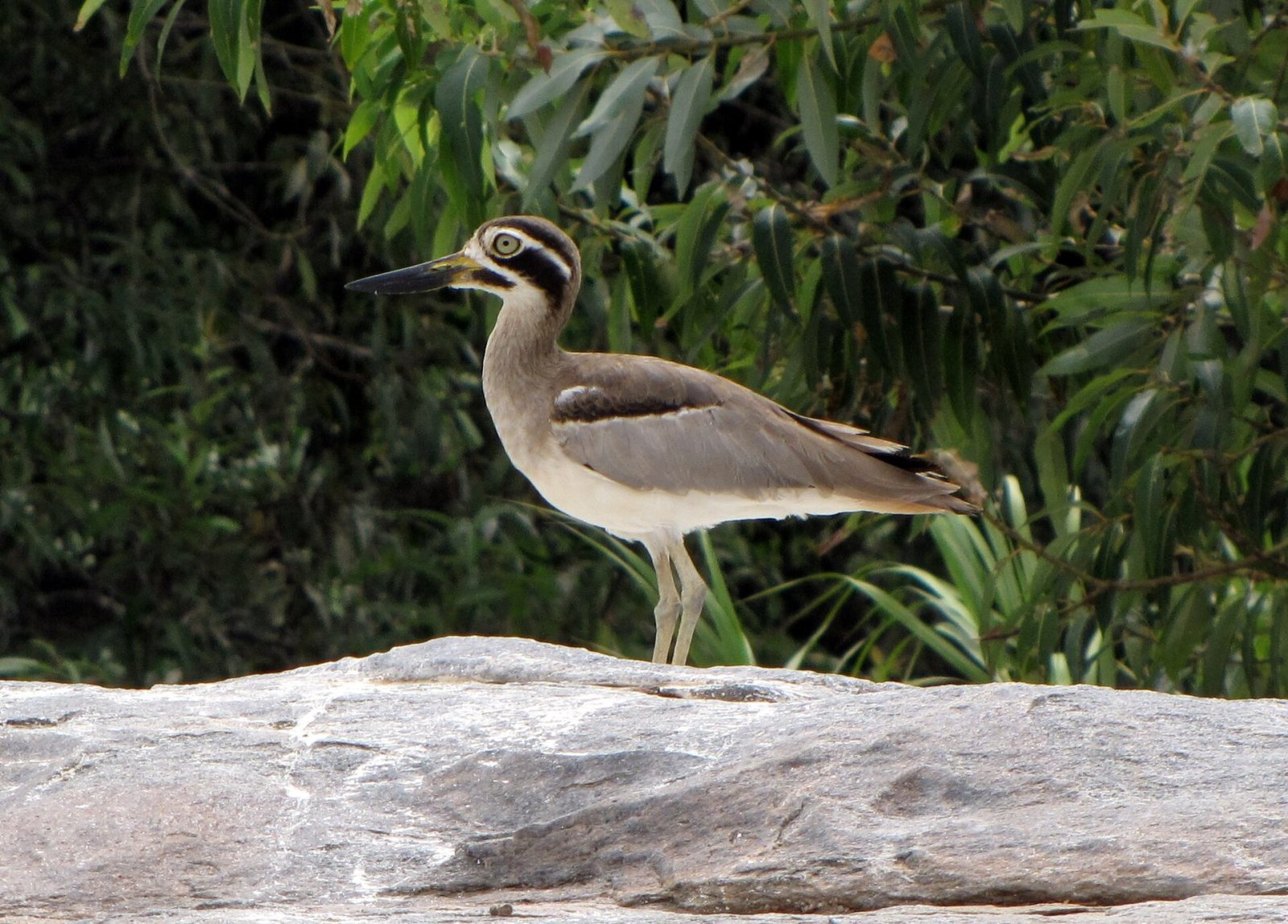 Ranganathittu Bird Sanctuary