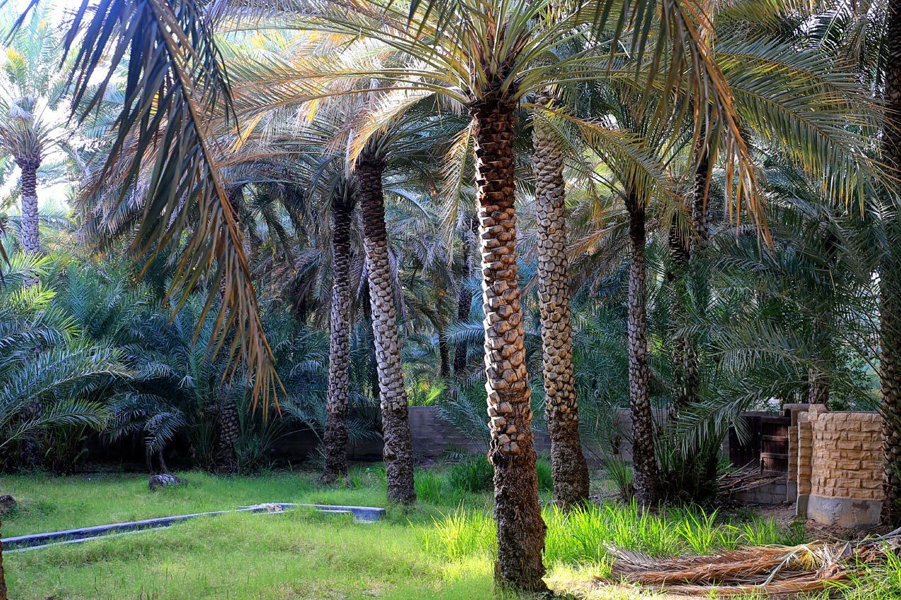 Al Ain Oasis