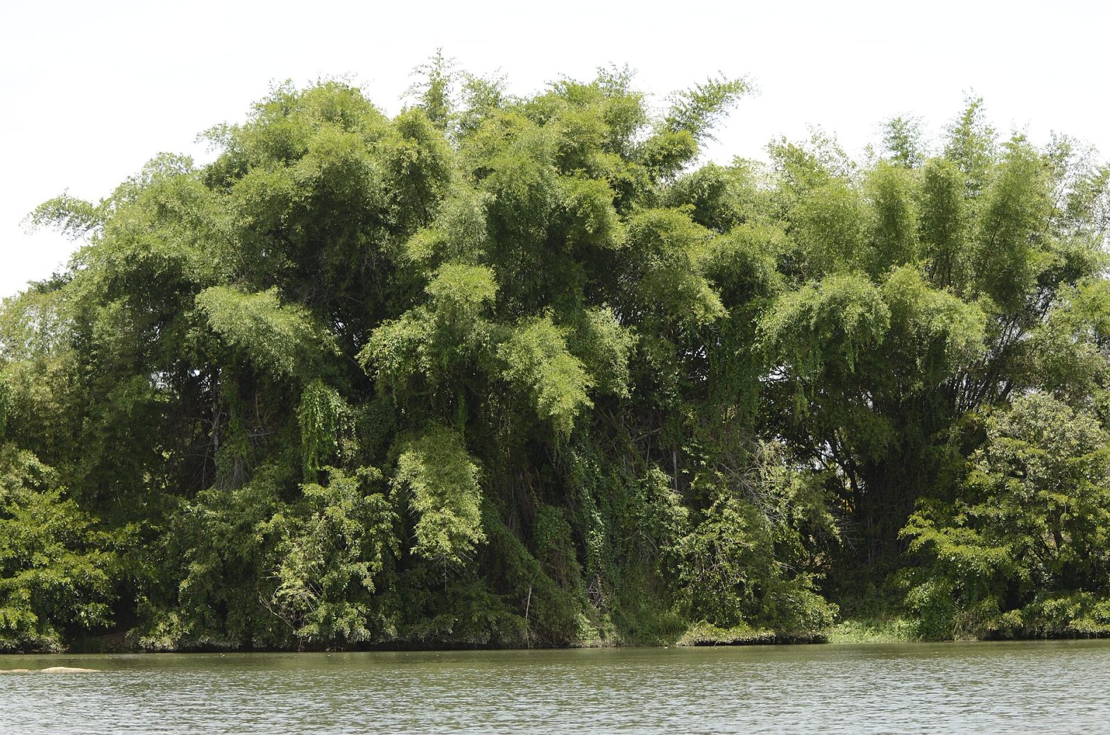Ranganathittu Bird Sanctuary