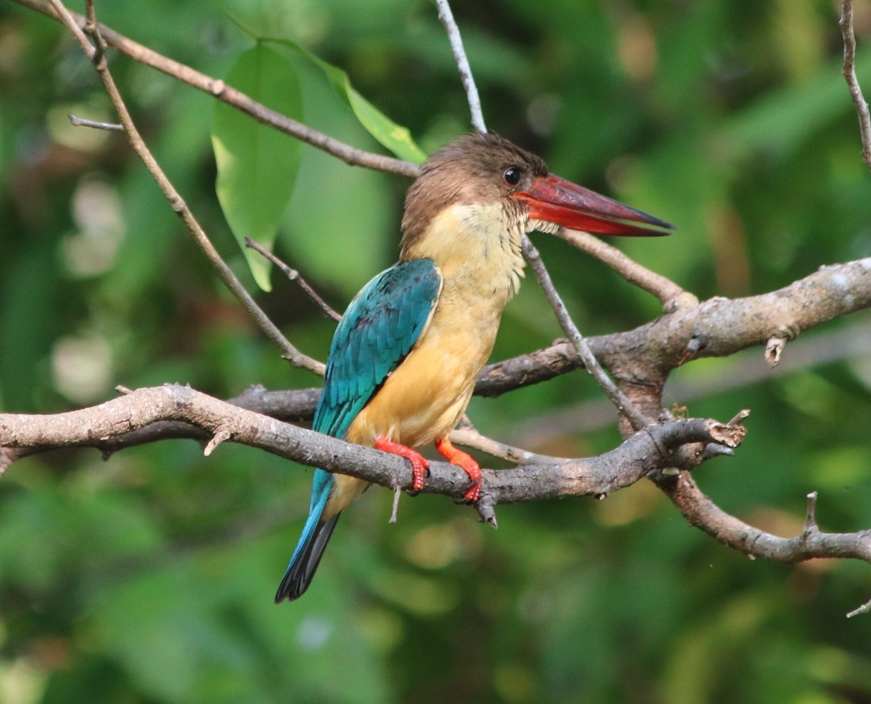 Kumarakom Bird Sanctuary