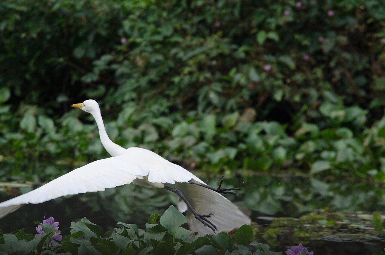 Kumarakom Bird Sanctuary