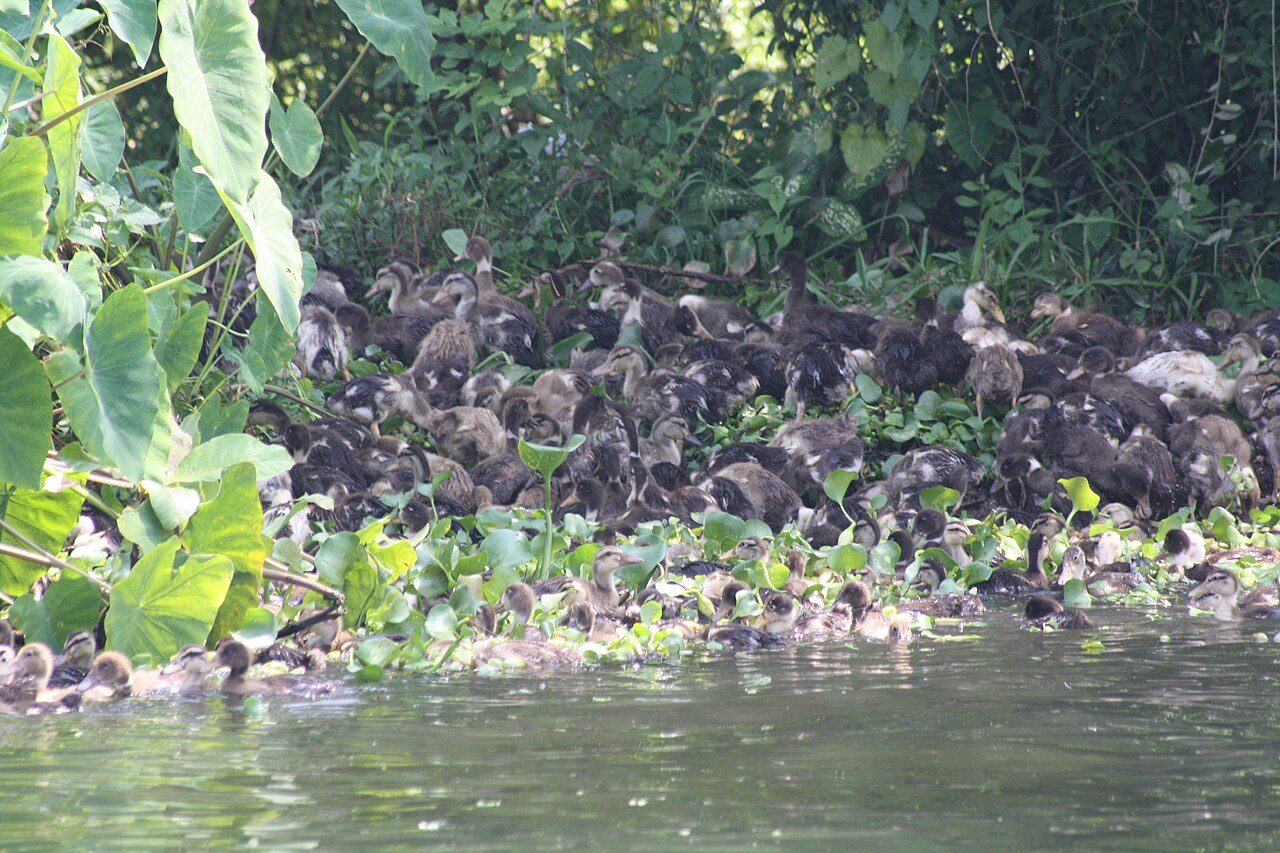 Kumarakom Bird Sanctuary