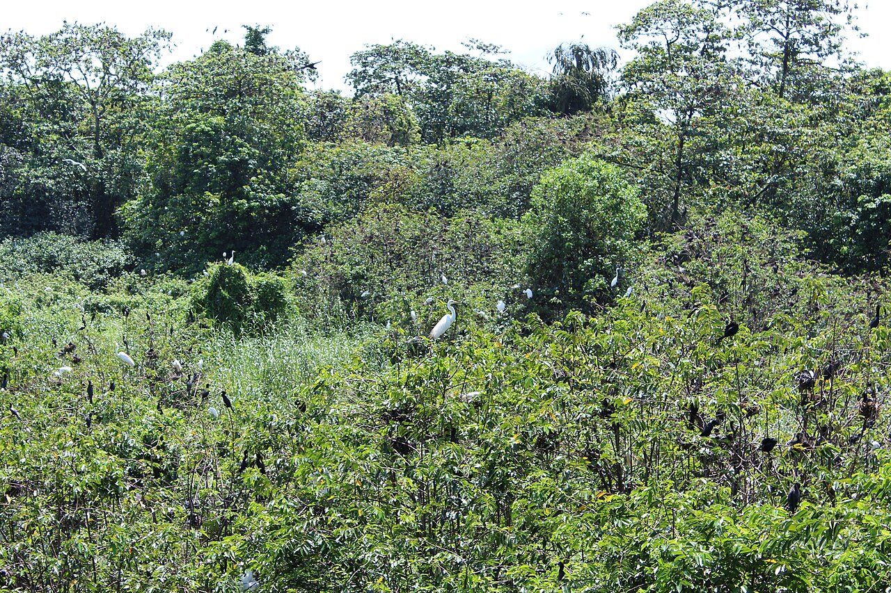 Kumarakom Bird Sanctuary