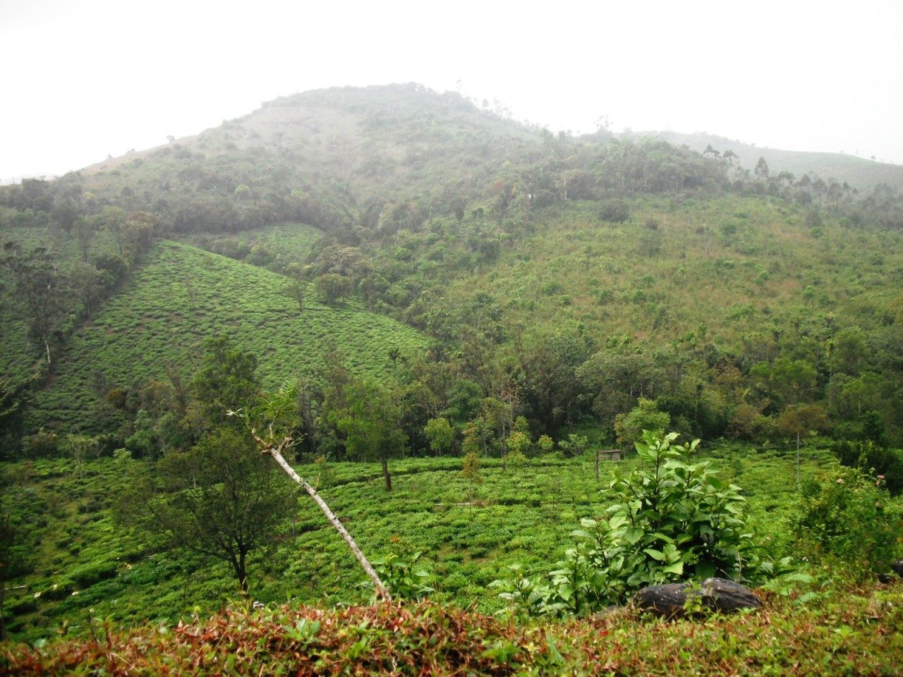 Parunthumpara