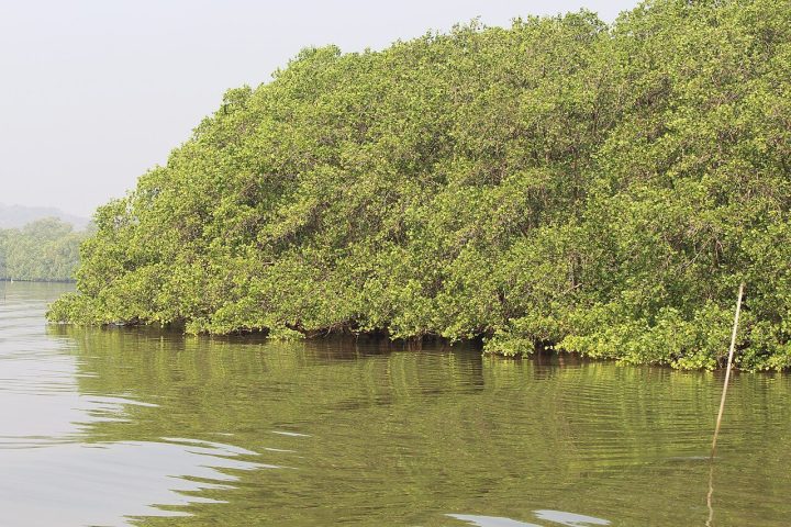 Thattekkad Bird Sanctuary