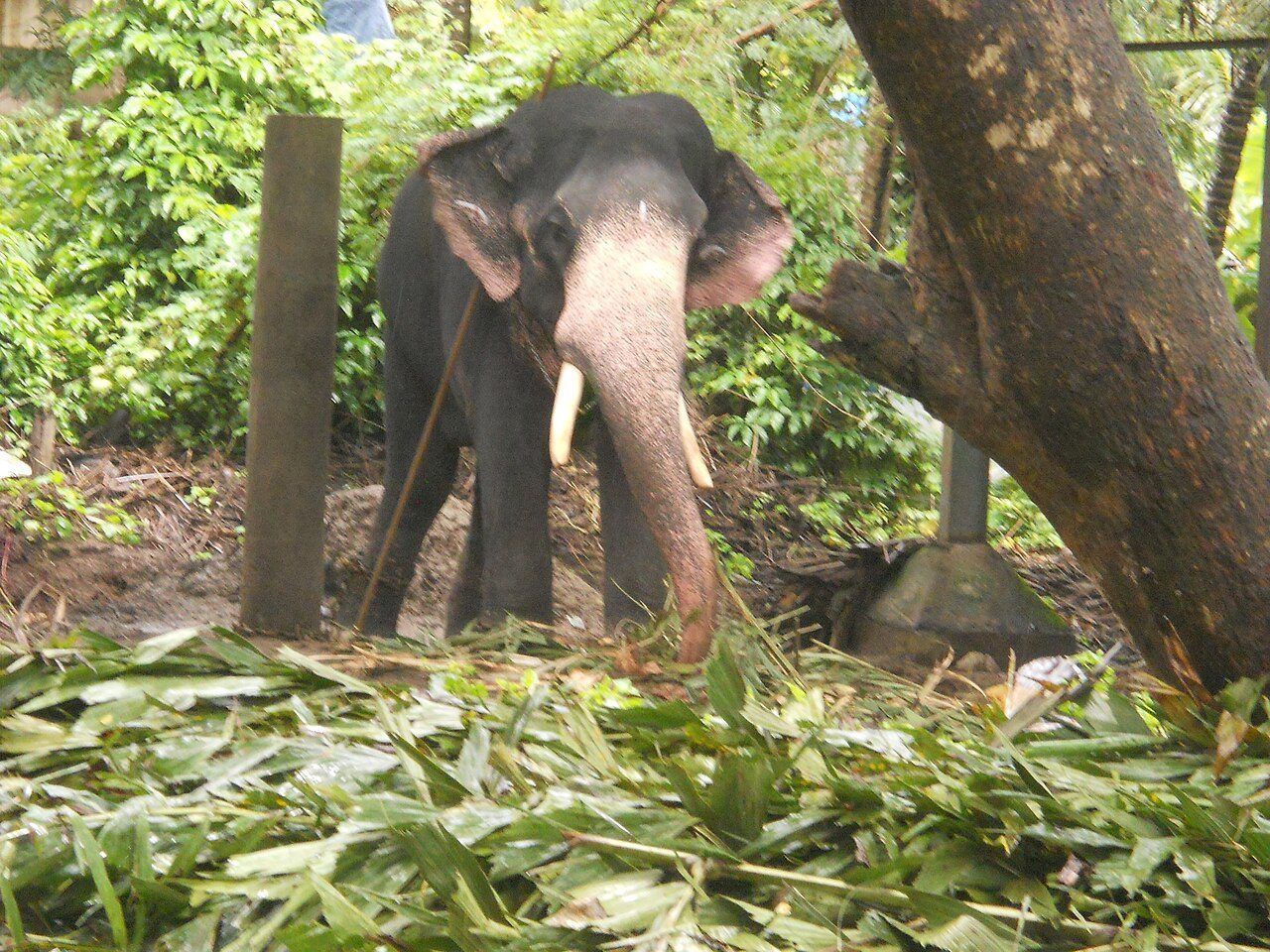 Punnathur Kotta Elephant Sanctuary