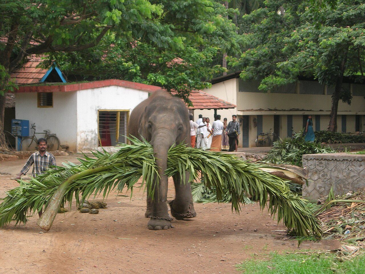 Punnathur Kotta Elephant Sanctuary