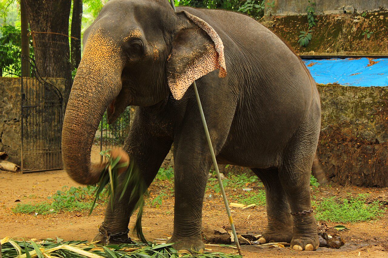 Punnathur Kotta Elephant Sanctuary