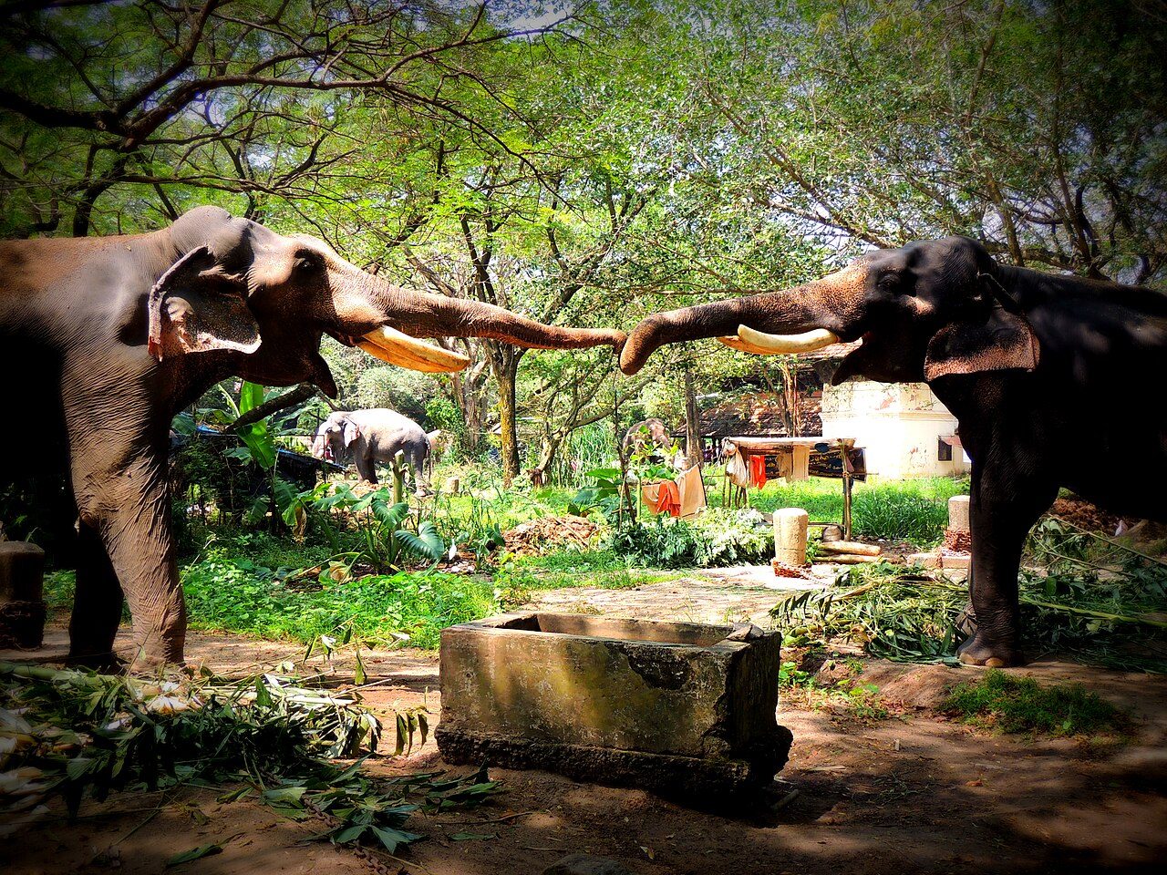 Punnathur Kotta Elephant Sanctuary