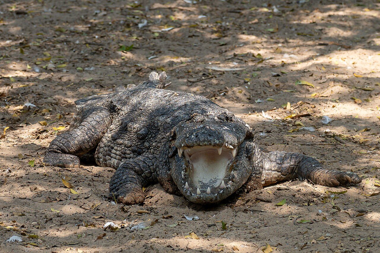 Madras Crocodile Bank