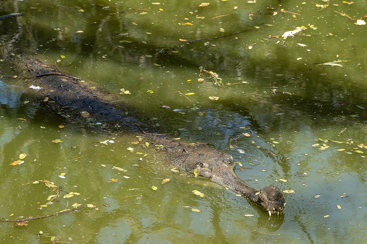 Pools and enclosures hold crocodilians from India and around the world.