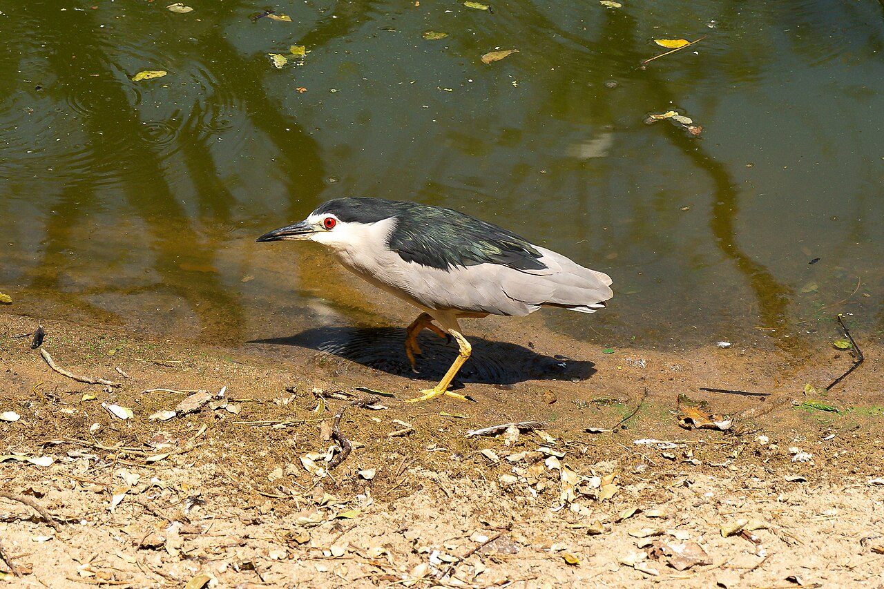 The Crocodile Bank is a recognised zoo and a research centre.