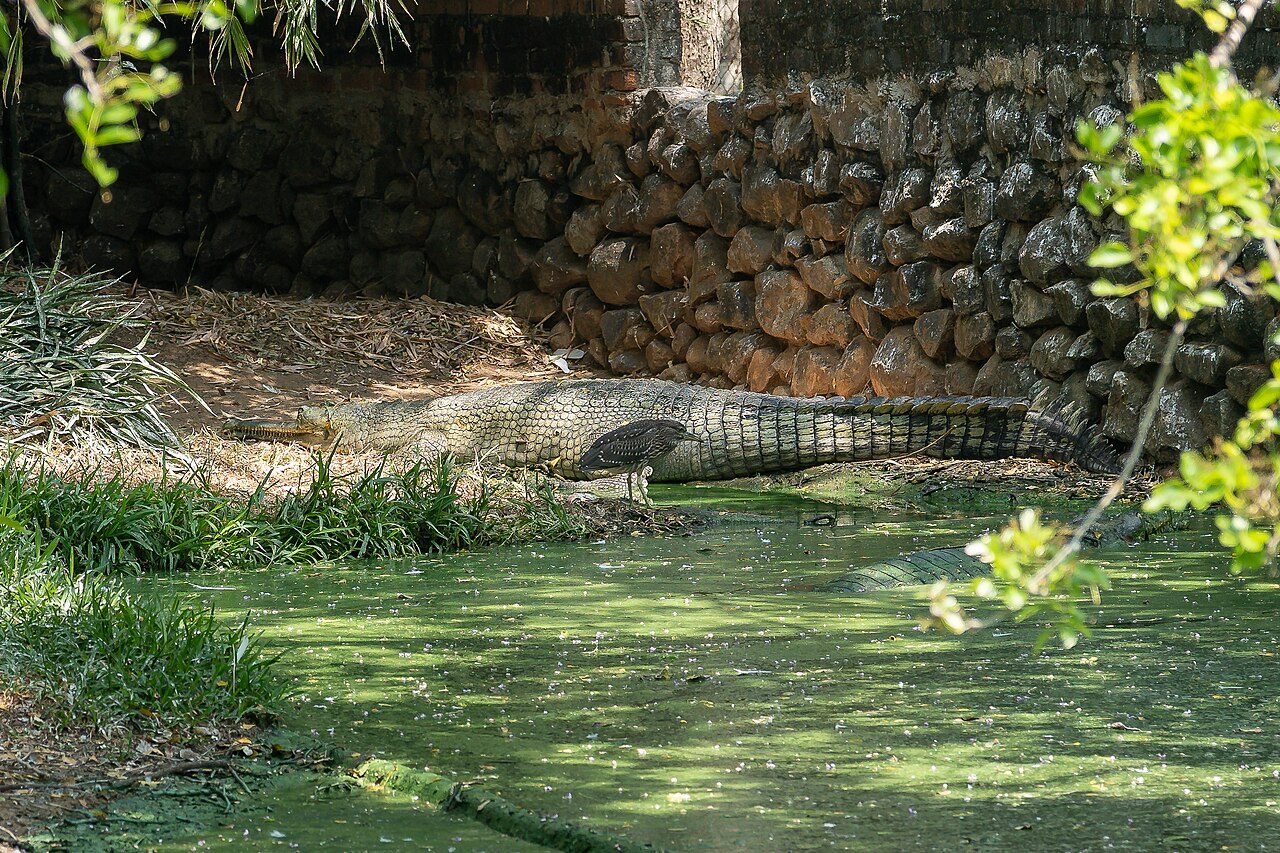 Crocodiles bask along the edges of the pools.