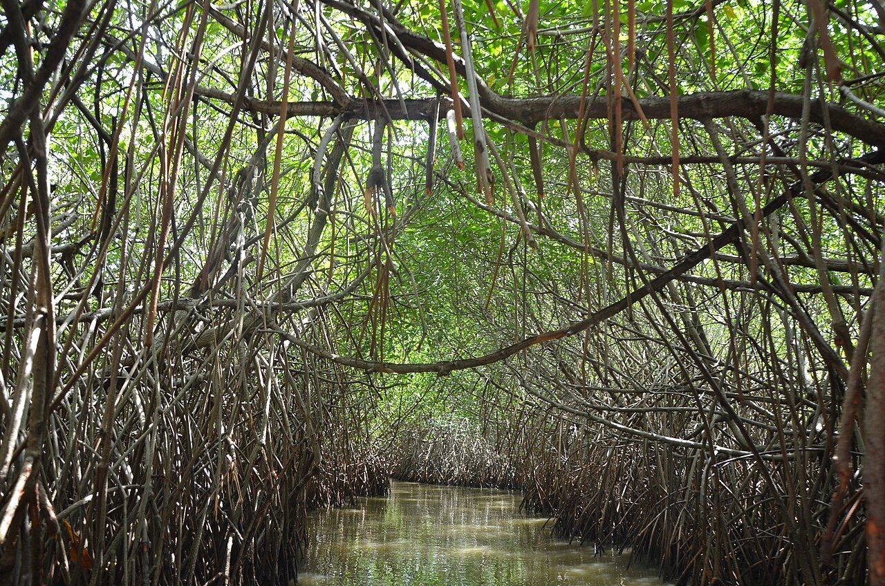 Pichavaram Mangrove Forest