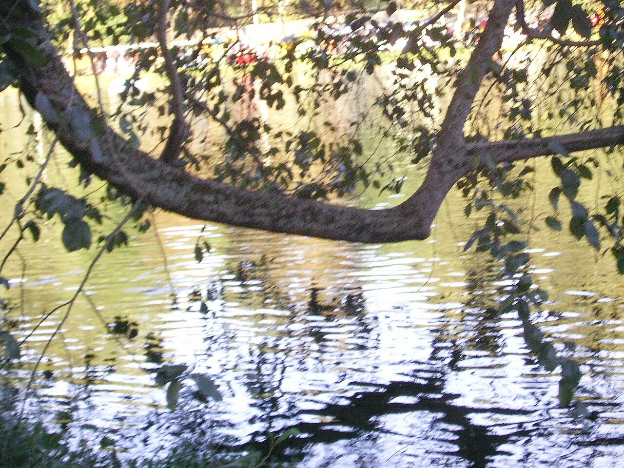 Kodaikanal Lake