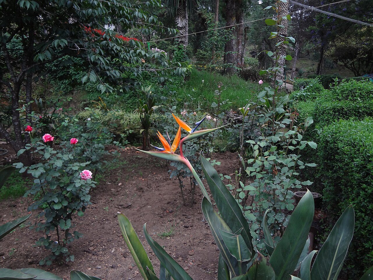 Bryant Park Kodaikanal