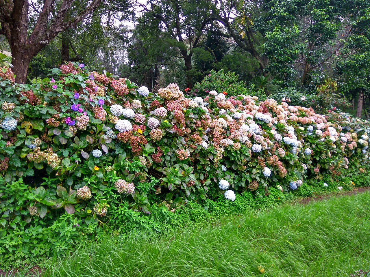 Bryant Park Kodaikanal
