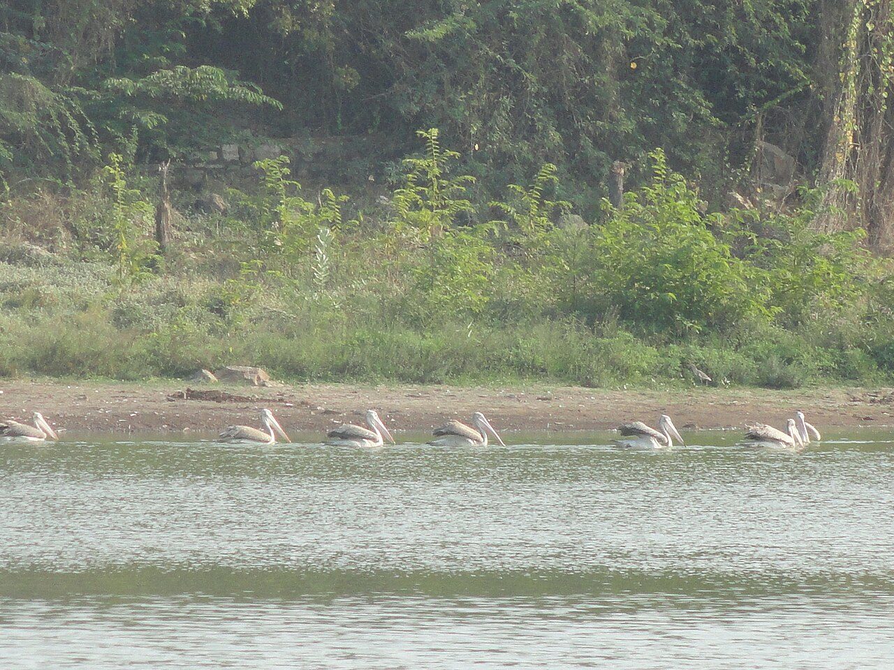 Vellode Birds Sanctuary