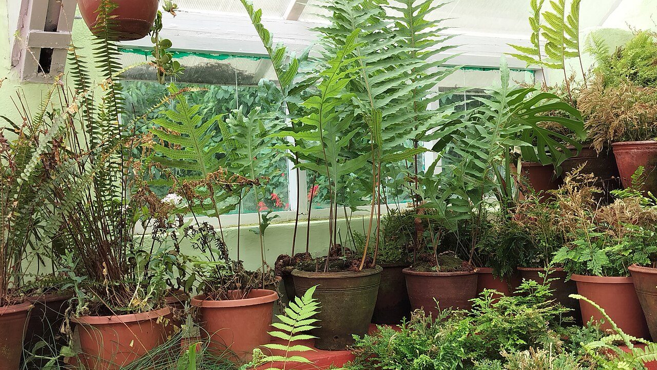 Government Botanical Garden Ooty