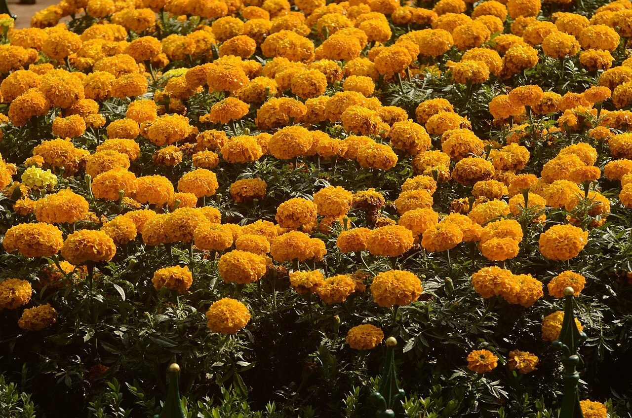 Sims Park Coonoor