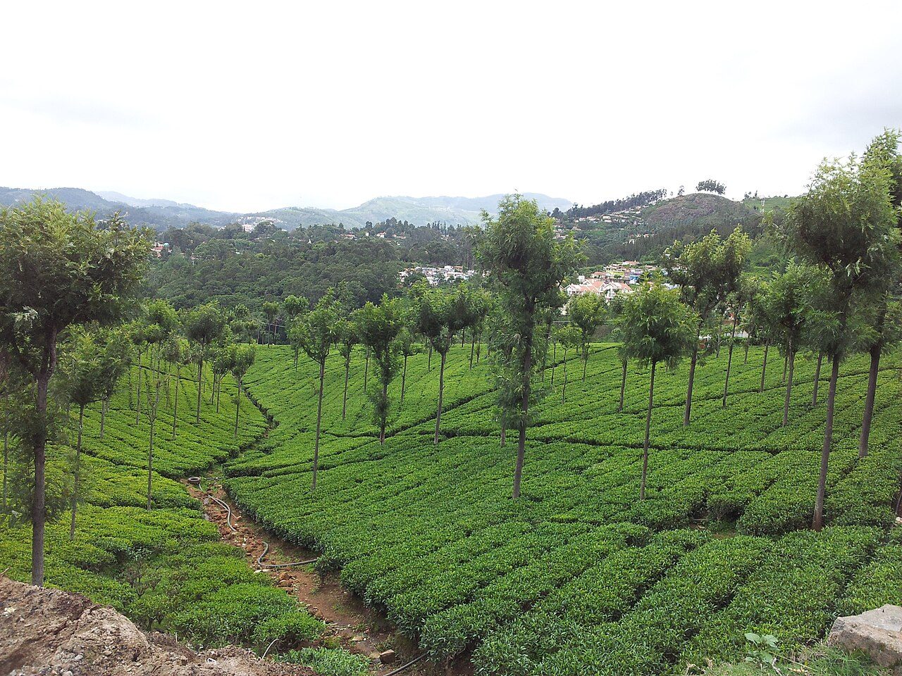 Highfield Tea Factory Coonoor