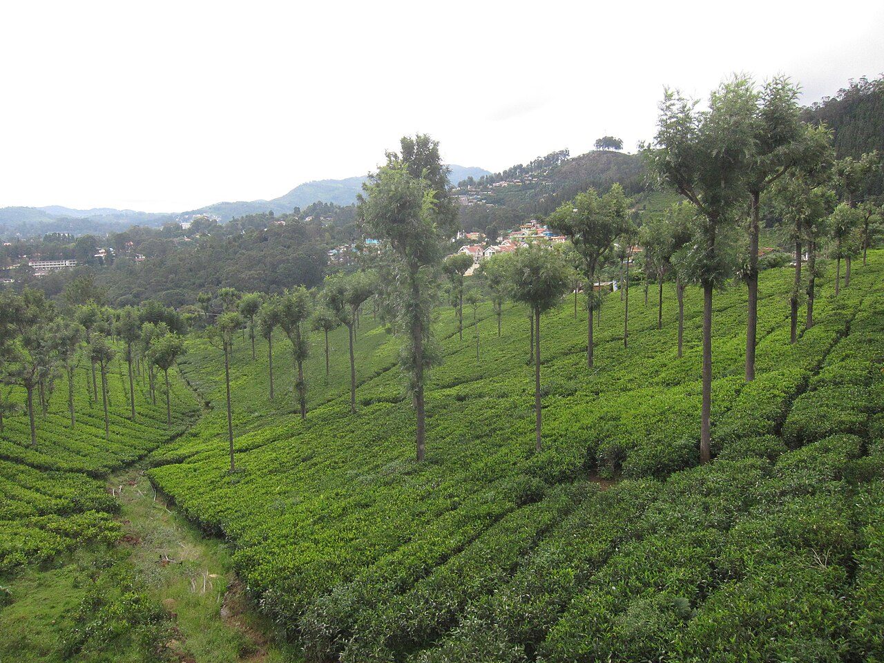 Highfield Tea Factory Coonoor