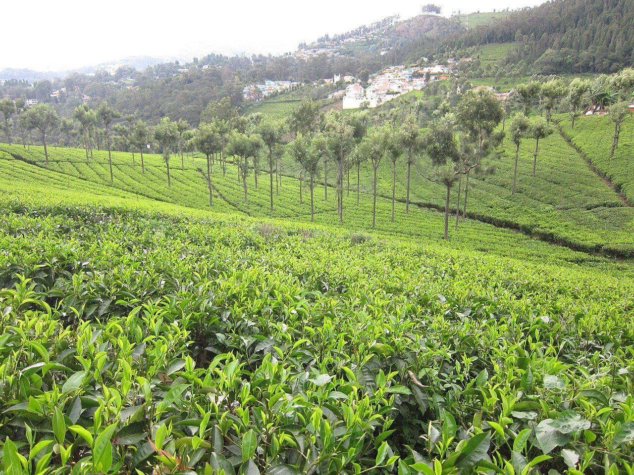 Highfield Tea Factory Coonoor