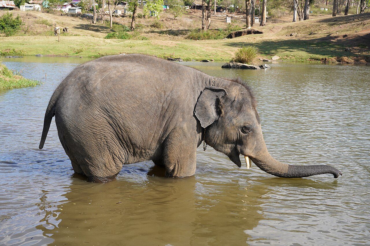 Theppakadu Elephant Camp