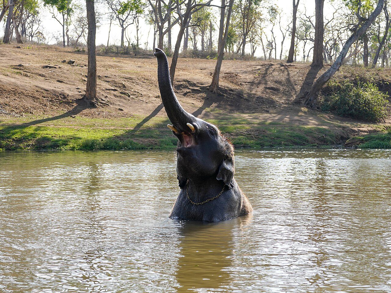 Theppakadu Elephant Camp