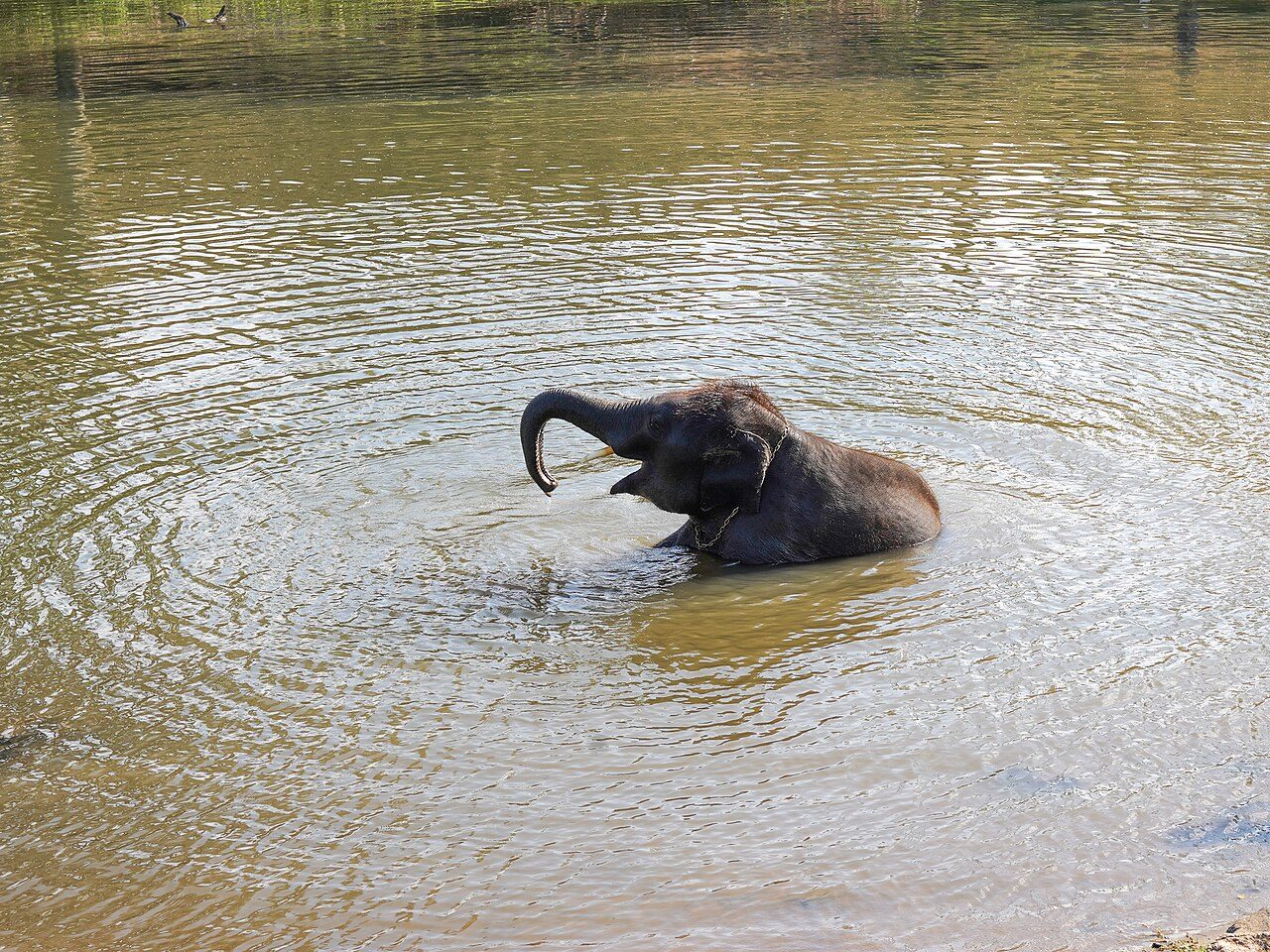 Theppakadu Elephant Camp
