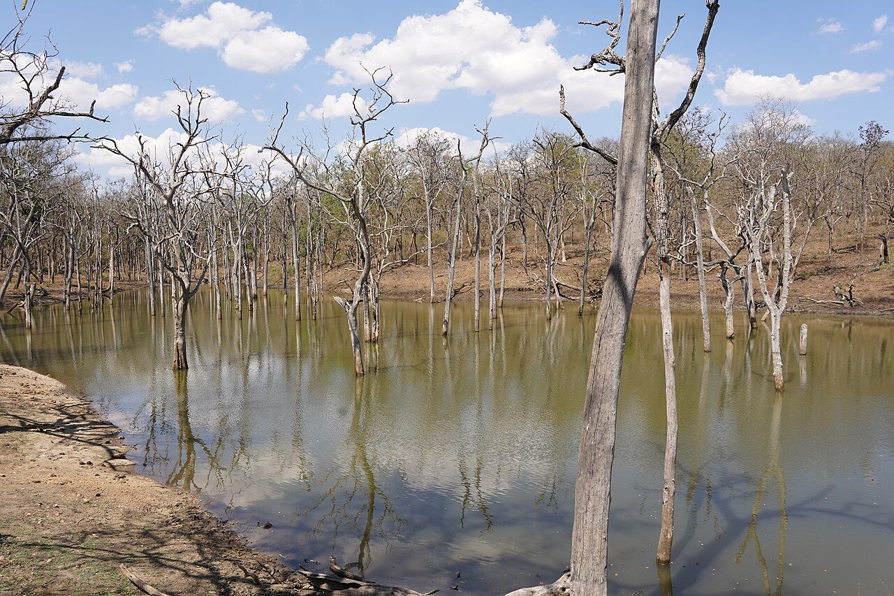 Theppakadu Elephant Camp