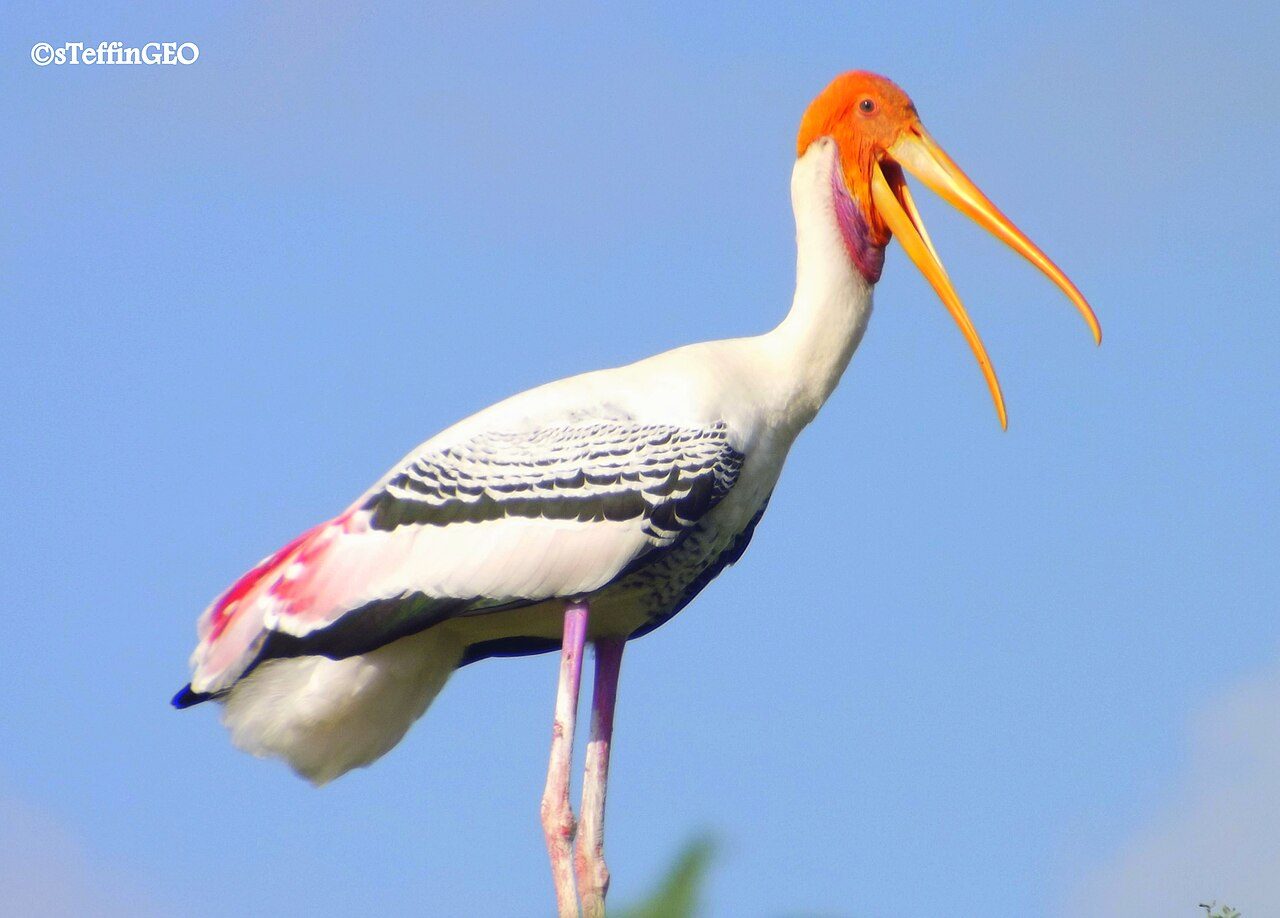 Koonthankulam Bird Sanctuary