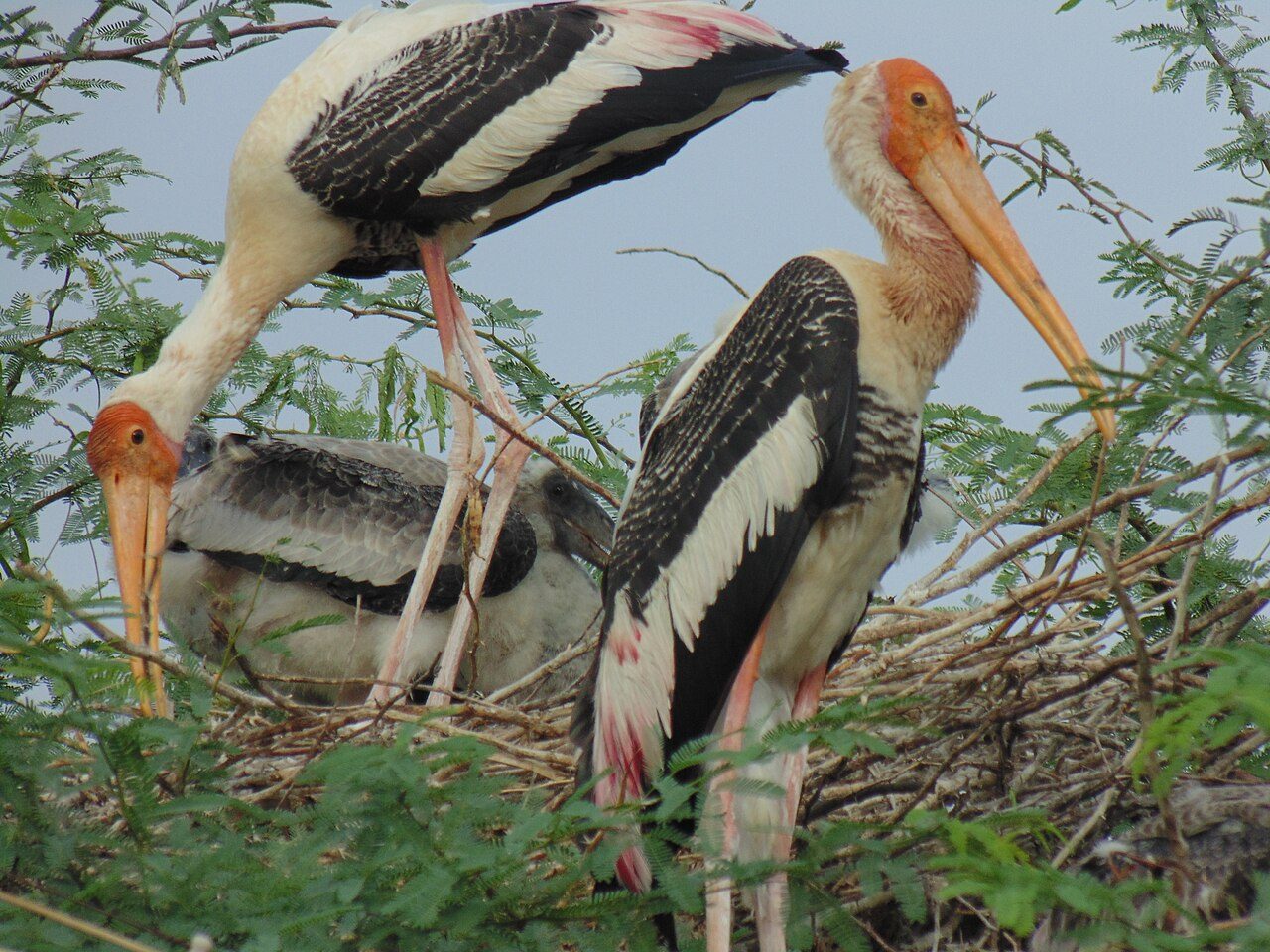 Koonthankulam Bird Sanctuary