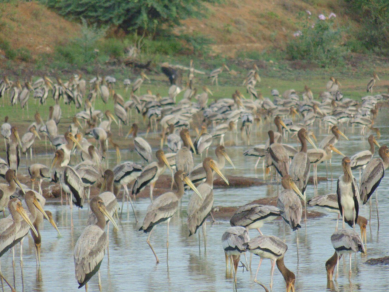 Koonthankulam Bird Sanctuary