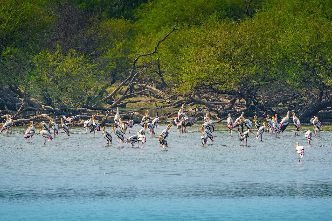 Koonthankulam Bird Sanctuary