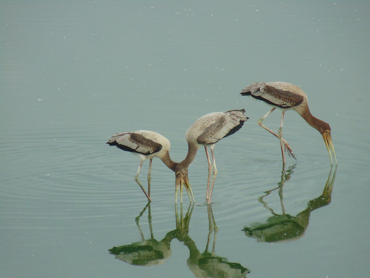 Koonthankulam Bird Sanctuary