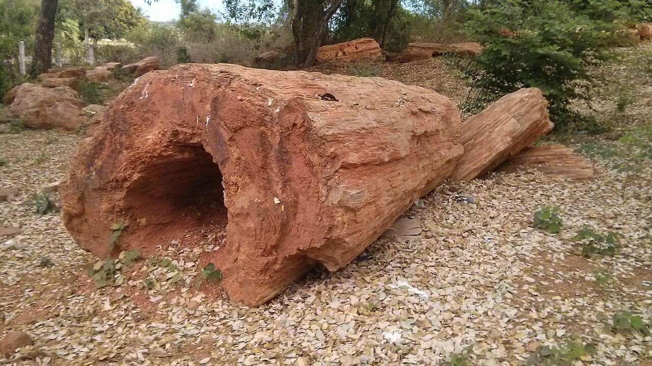 National Fossil Wood Park Thiruvakkarai