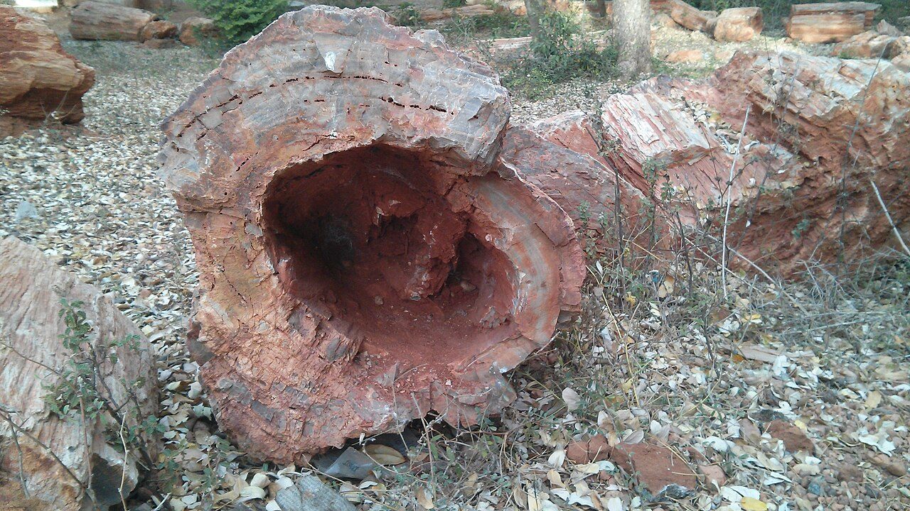 National Fossil Wood Park Thiruvakkarai