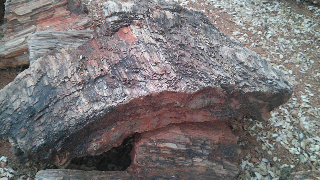 National Fossil Wood Park Thiruvakkarai
